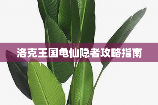 洛克王国龟仙隐者攻略指南