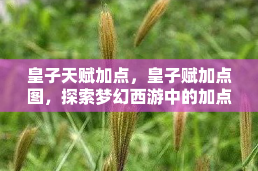 皇子天赋加点，皇子赋加点图，探索梦幻西游中的加点策略