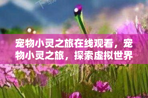 宠物小灵之旅在线观看，宠物小灵之旅，探索虚拟世界的奇妙旅程
