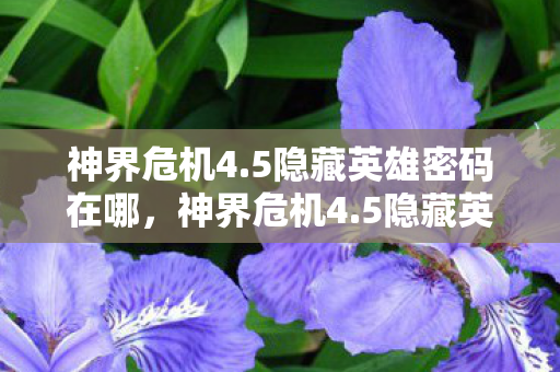 神界危机4.5隐藏英雄密码在哪，神界危机4.5隐藏英雄密码揭秘，解锁传奇之旅的密钥