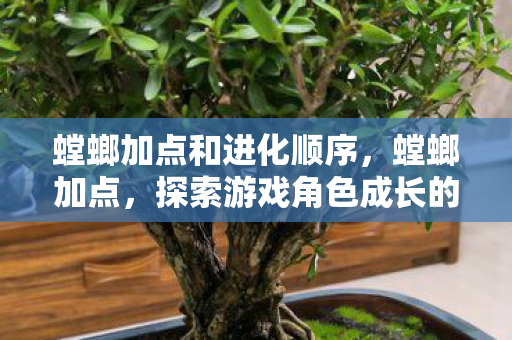 螳螂加点和进化顺序，螳螂加点，探索游戏角色成长的奥秘