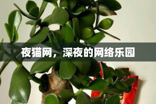 夜猫网，深夜的网络乐园
