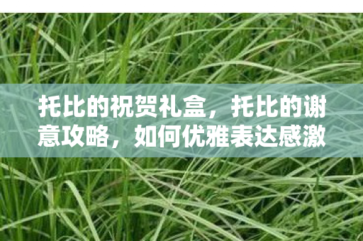 托比的祝贺礼盒，托比的谢意攻略，如何优雅表达感激之情