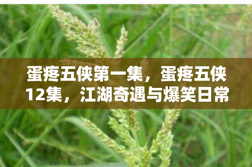 蛋疼五侠第一集，蛋疼五侠12集，江湖奇遇与爆笑日常