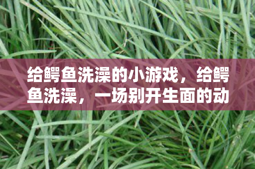 给鳄鱼洗澡的小游戏，给鳄鱼洗澡，一场别开生面的动物护理挑战