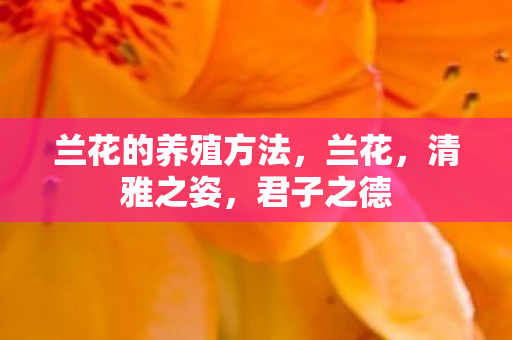 兰花的养殖方法,兰花,清雅之姿,君子之德 兰花的养殖方法,兰花,清雅之姿,君子之德