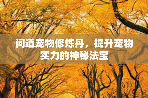 问道宠物修炼丹，提升宠物实力的神秘法宝