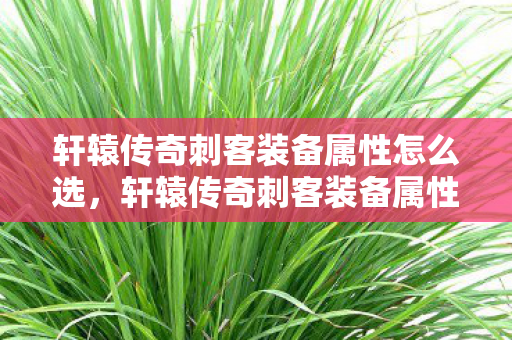 轩辕传奇刺客装备属性怎么选，轩辕传奇刺客装备属性详解，打造顶级刺客的必备神器