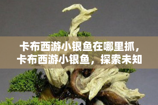 卡布西游小银鱼在哪里抓,卡布西游小银鱼,探索未知世界的奇妙旅程 卡布西游小银鱼在哪里抓,卡布西游小银鱼,探索未知世界的奇妙旅程