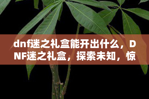 dnf迷之礼盒能开出什么，DNF迷之礼盒，探索未知，惊喜连连