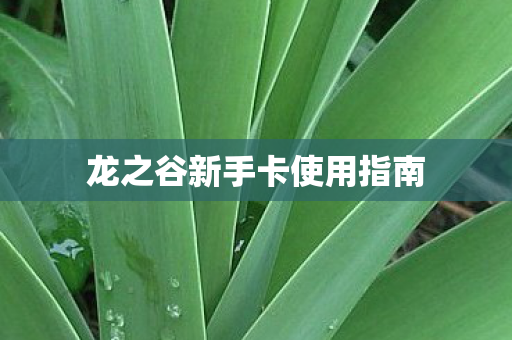 龙之谷新手卡使用指南