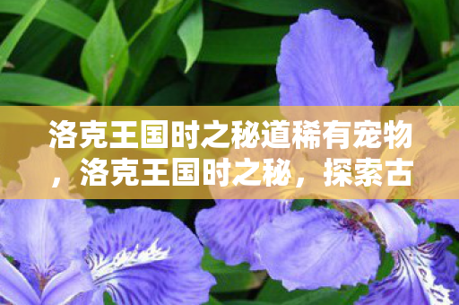 洛克王国时之秘道稀有宠物，洛克王国时之秘，探索古老王国的时空之旅