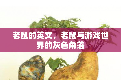 老鼠的英文，老鼠与游戏世界的灰色角落