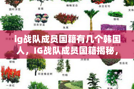 ig战队成员国籍有几个韩国人，IG战队成员国籍揭秘，多元文化的碰撞与融合