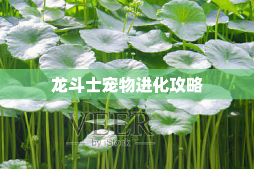 龙斗士宠物进化攻略