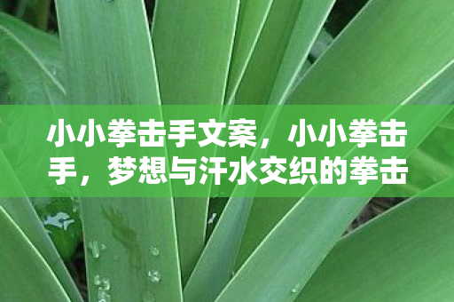 小小拳击手文案，小小拳击手，梦想与汗水交织的拳击之路