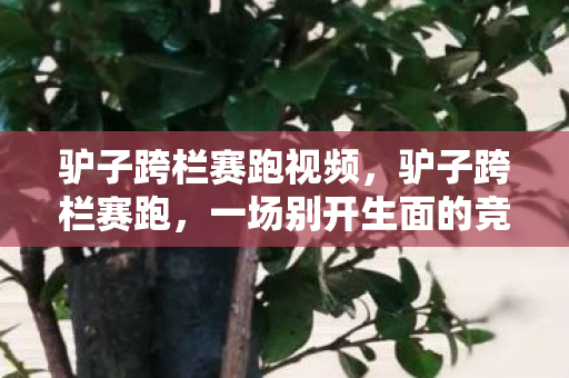 驴子跨栏赛跑视频,驴子跨栏赛跑,一场别开生面的竞技盛宴 驴子跨栏赛跑视频,驴子跨栏赛跑,一场别开生面的竞技盛宴