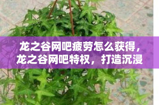 龙之谷网吧疲劳怎么获得，龙之谷网吧特权，打造沉浸式游戏体验