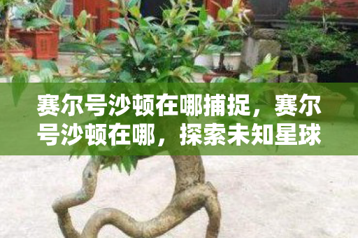赛尔号沙顿在哪捕捉，赛尔号沙顿在哪，探索未知星球的奇妙之旅
