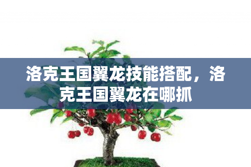洛克王国翼龙技能搭配，洛克王国翼龙在哪抓