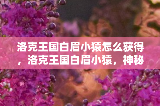 洛克王国白眉小猿怎么获得，洛克王国白眉小猿，神秘宠物背后的故事