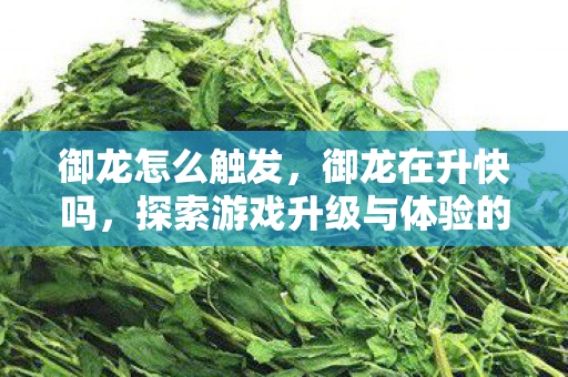 御龙怎么触发，御龙在升快吗，探索游戏升级与体验的深度解析