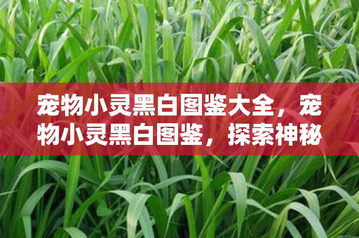 宠物小灵黑白图鉴大全,宠物小灵黑白图鉴,探索神秘世界的奇妙生物 宠物小灵黑白图鉴大全,宠物小灵黑白图鉴,探索神秘世界的奇妙生物