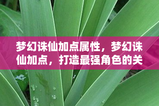梦幻诛仙加点属性，梦幻诛仙加点，打造最强角色的关键策略