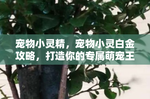 宠物小灵精,宠物小灵白金攻略,打造你的专属萌宠王国 宠物小灵精,宠物小灵白金攻略,打造你的专属萌宠王国