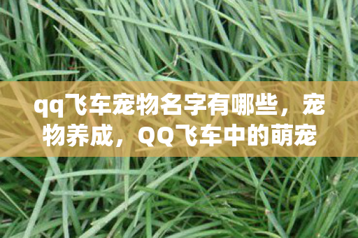 qq飞车宠物名字有哪些，宠物养成，QQ飞车中的萌宠世界