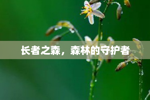 长者之森，森林的守护者