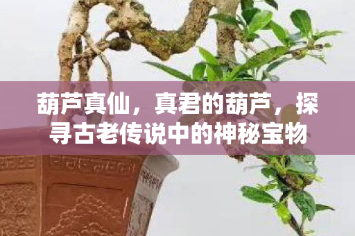 葫芦真仙，真君的葫芦，探寻古老传说中的神秘宝物