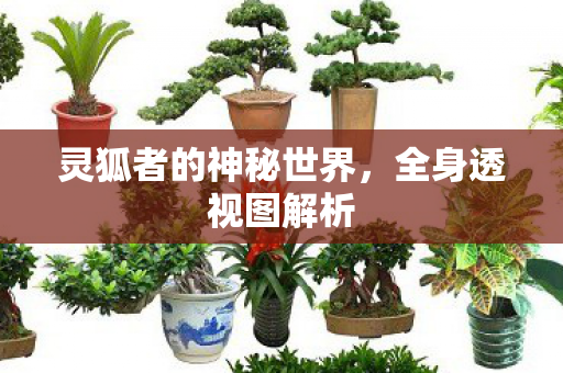 灵狐者的神秘世界，全身透视图解析