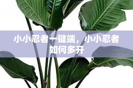 小小忍者一键端,小小忍者如何多开 小小忍者一键端,小小忍者如何多开