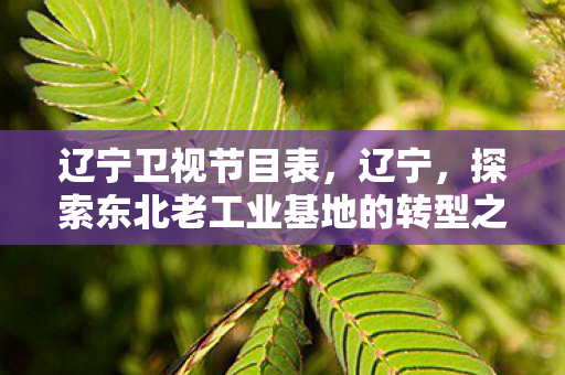 辽宁卫视节目表，辽宁，探索东北老工业基地的转型之路