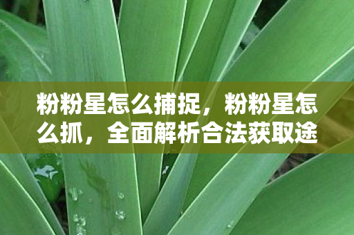 粉粉星怎么捕捉,粉粉星怎么抓,全面解析合法获取途径与技巧 粉粉星怎么捕捉,粉粉星怎么抓,全面解析合法获取途径与技巧