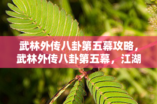 武林外传八卦第五幕攻略,武林外传八卦第五幕,江湖传言再起,神秘人物现身 武林外传八卦第五幕攻略,武林外传八卦第五幕,江湖传言再起,神秘人物现身