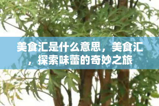 美食汇是什么意思，美食汇，探索味蕾的奇妙之旅