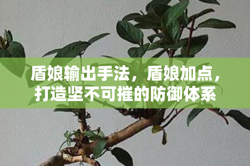 盾娘输出手法，盾娘加点，打造坚不可摧的防御体系