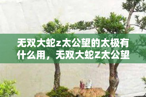 无双大蛇z太公望的太极有什么用，无双大蛇Z太公望，策略与智慧的化身