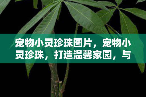 宠物小灵珍珠图片，宠物小灵珍珠，打造温馨家园，与宠物共成长