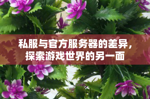 私服与官方服务器的差异，探索游戏世界的另一面
