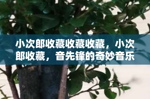小次郎收藏收藏收藏,小次郎收藏,音先锋的奇妙音乐之旅 小次郎收藏收藏收藏,小次郎收藏,音先锋的奇妙音乐之旅