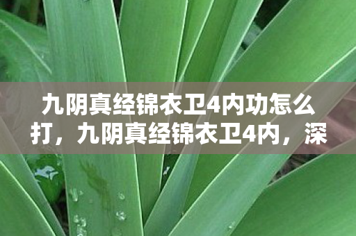 九阴真经锦衣卫4内功怎么打，九阴真经锦衣卫4内，深度解析与玩法攻略