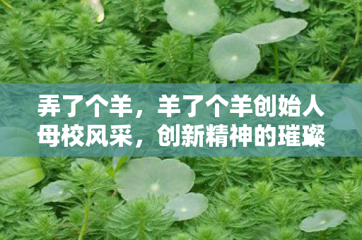 弄了个羊，羊了个羊创始人母校风采，创新精神的璀璨绽放