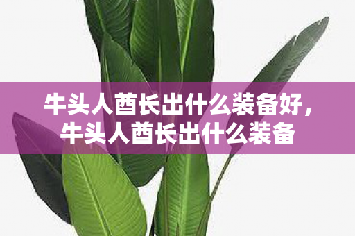 牛头人酋长出什么装备好，牛头人酋长出什么装备