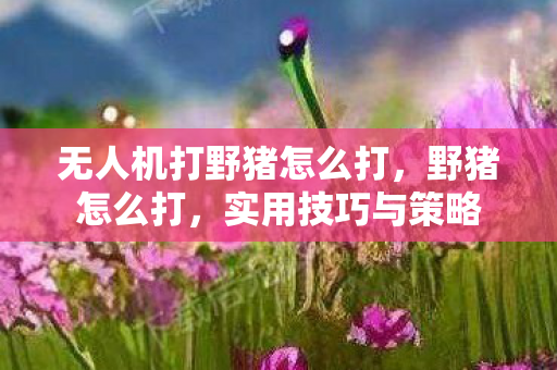 无人机打野猪怎么打，野猪怎么打，实用技巧与策略