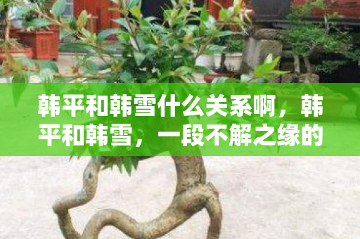 韩平和韩雪什么关系啊，韩平和韩雪，一段不解之缘的探讨