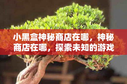 小黑盒神秘商店在哪，神秘商店在哪，探索未知的游戏宝藏
