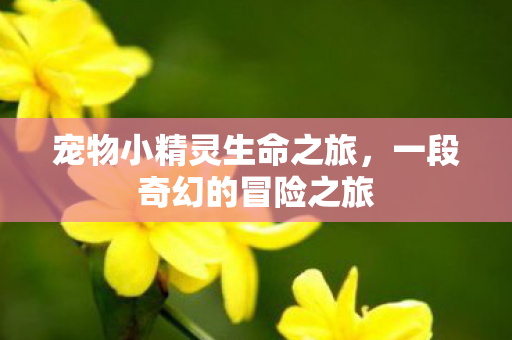 宠物小精灵生命之旅，一段奇幻的冒险之旅